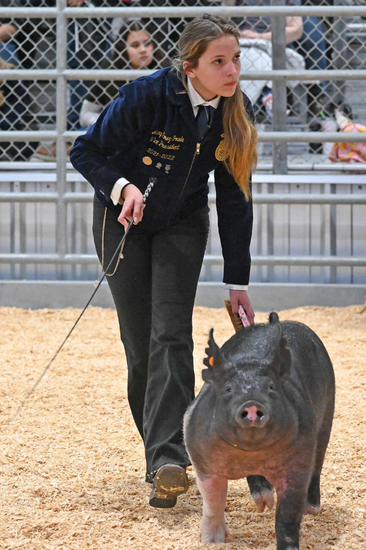 Cy-Fair High School senior Avery Florez-Poreda shows her pig on Feb. 3 during the Swine Show at the CFISD Livestock Show.